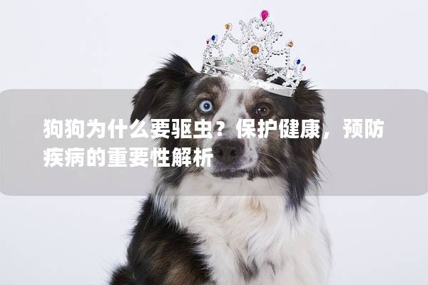 狗狗為什么要驅(qū)蟲?保護(hù)健康,預(yù)防疾病的重要性解析 狗狗為什么要驅(qū)蟲?保護(hù)健康,預(yù)防疾病的重要性解析