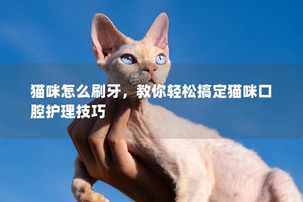 貓咪怎么刷牙，教你輕松搞定貓咪口腔護(hù)理技巧