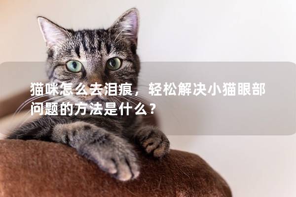 貓咪怎么去淚痕，輕松解決小貓眼部問題的方法是什么？