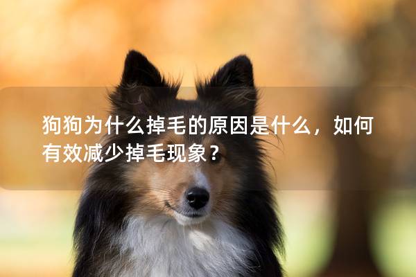 狗狗為什么掉毛的原因是什么，如何有效減少掉毛現(xiàn)象？