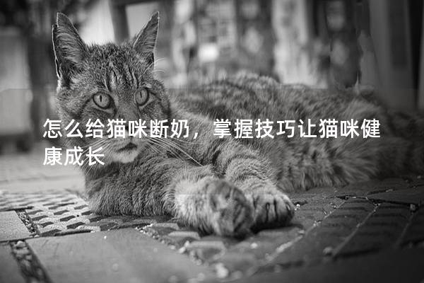 怎么給貓咪斷奶，掌握技巧讓貓咪健康成長