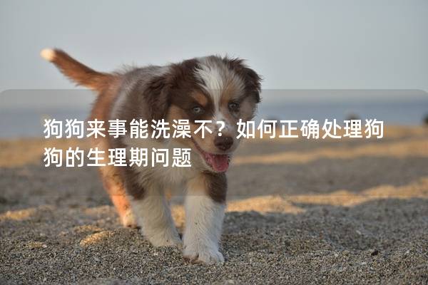 狗狗來事能洗澡不？如何正確處理狗狗的生理期問題