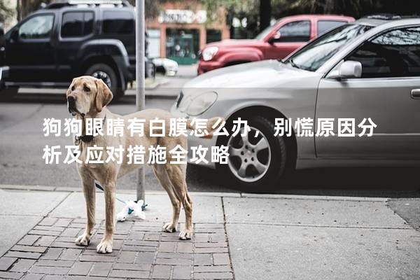 狗狗眼睛有白膜怎么辦，別慌原因分析及應對措施全攻略
