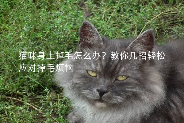 貓咪身上掉毛怎么辦？教你幾招輕松應對掉毛煩惱