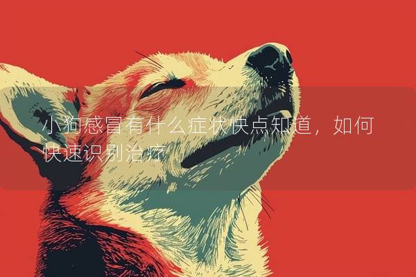 小狗感冒有什么癥狀快點(diǎn)知道，如何快速識(shí)別治療