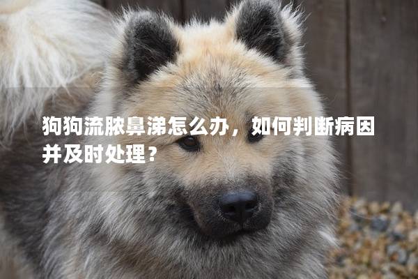 狗狗流膿鼻涕怎么辦，如何判斷病因并及時處理？