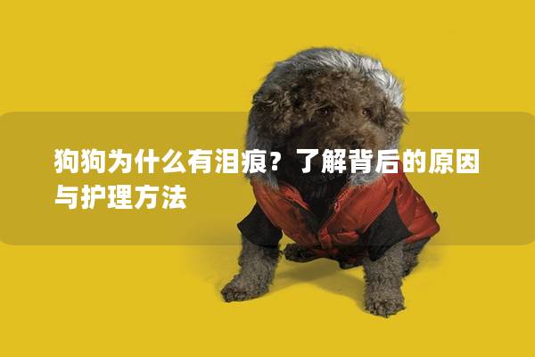 狗狗為什么有淚痕？了解背后的原因與護理方法