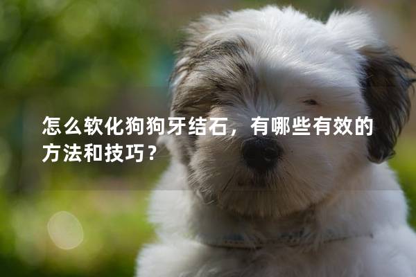 怎么軟化狗狗牙結(jié)石，有哪些有效的方法和技巧？