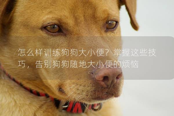 怎么樣訓(xùn)練狗狗大小便？掌握這些技巧，告別狗狗隨地大小便的煩惱