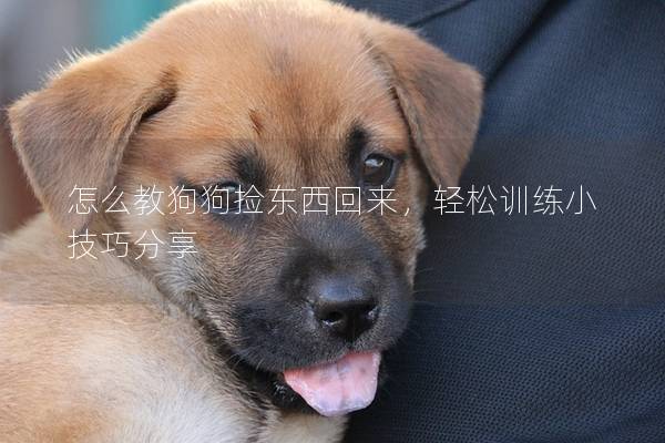 怎么教狗狗撿東西回來，輕松訓練小技巧分享