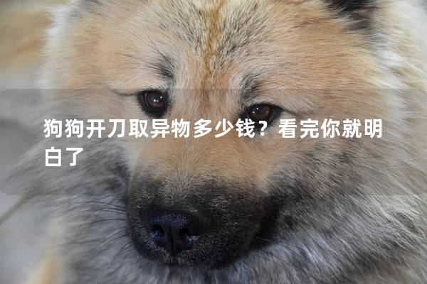 狗狗開刀取異物多少錢？看完你就明白了