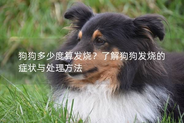 狗狗多少度算發燒？了解狗狗發燒的癥狀與處理方法