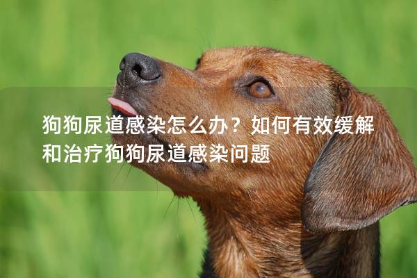 狗狗尿道感染怎么辦？如何有效緩解和治療狗狗尿道感染問題