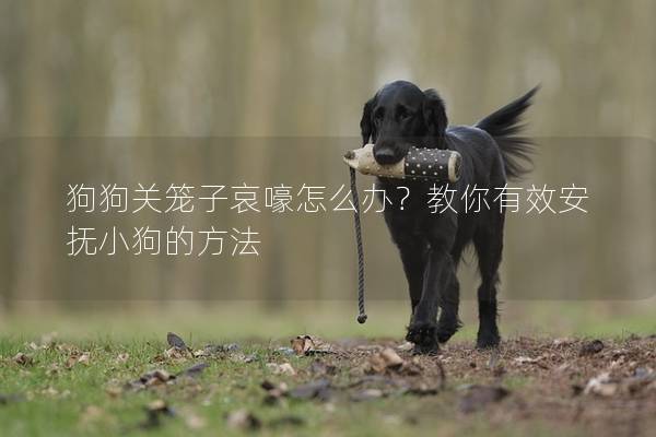 狗狗關籠子哀嚎怎么辦？教你有效安撫小狗的方法