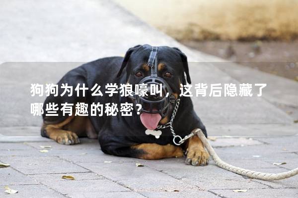 狗狗為什么學(xué)狼嚎叫，這背后隱藏了哪些有趣的秘密？