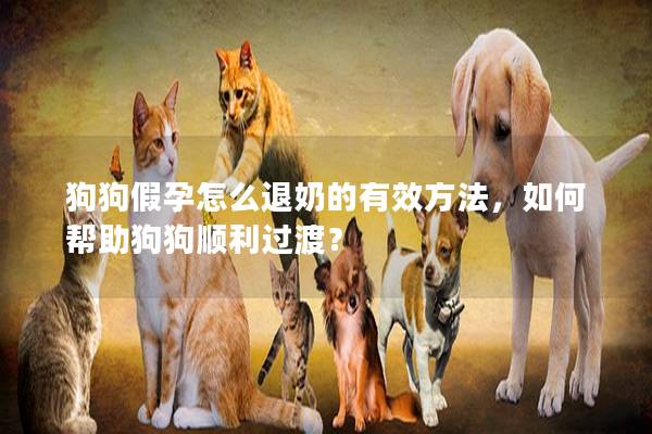 狗狗假孕怎么退奶的有效方法，如何幫助狗狗順利過渡？