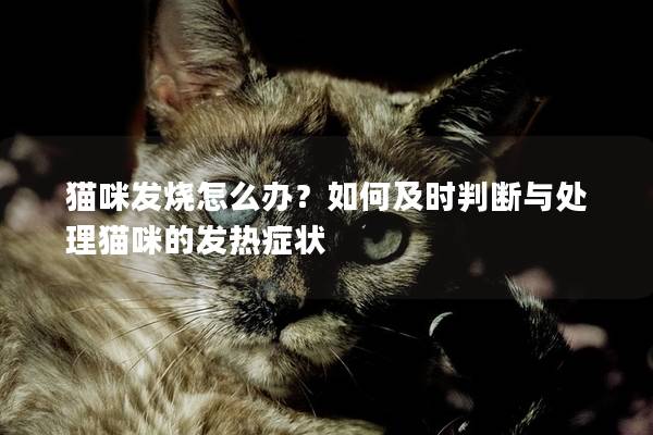 貓咪發(fā)燒怎么辦？如何及時(shí)判斷與處理貓咪的發(fā)熱癥狀
