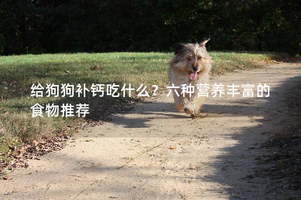 給狗狗補鈣吃什么？六種營養豐富的食物推薦