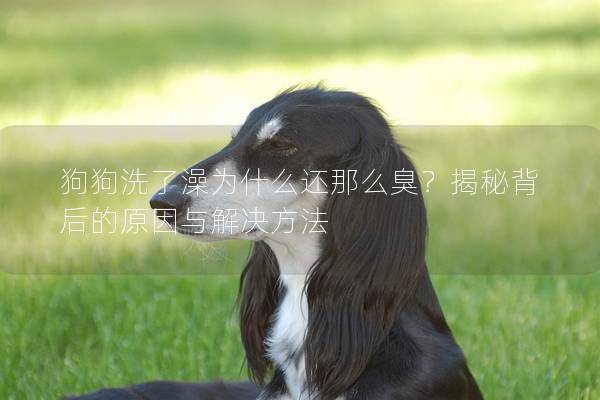 狗狗洗了澡為什么還那么臭？揭秘背后的原因與解決方法