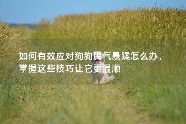 如何有效應對狗狗脾氣暴躁怎么辦，掌握這些技巧讓它更溫順