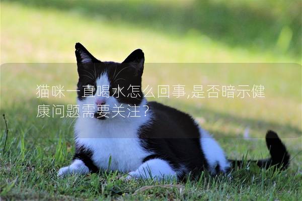 貓咪一直喝水怎么回事,是否暗示健康問題需要關注？