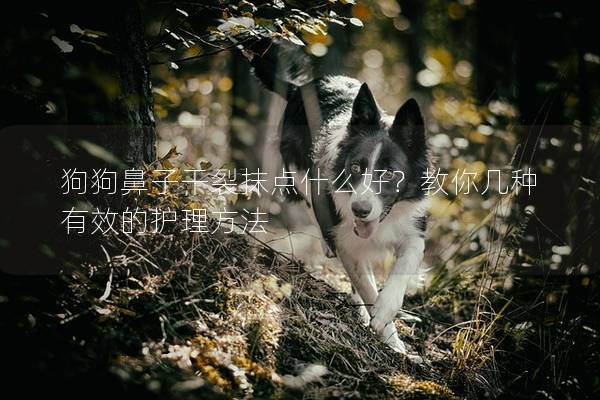 狗狗鼻子干裂抹點什么好？教你幾種有效的護理方法