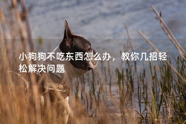 小狗狗不吃東西怎么辦,教你幾招輕松解決問題 小狗狗不吃東西怎么辦,教你幾招輕松解決問題