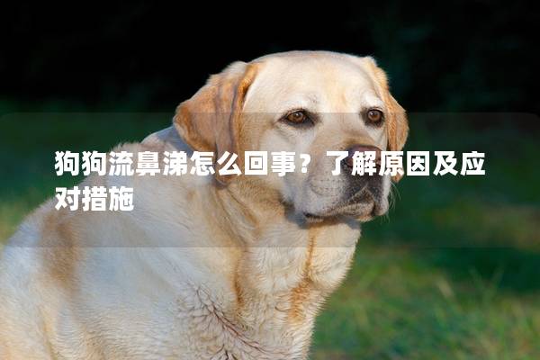 狗狗流鼻涕怎么回事？了解原因及應(yīng)對(duì)措施