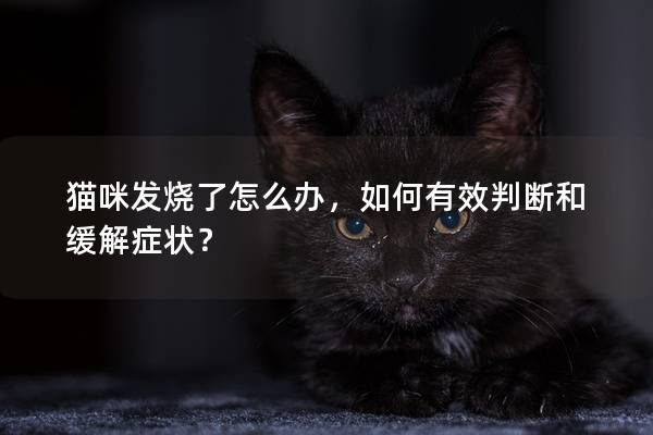 貓咪發燒了怎么辦，如何有效判斷和緩解癥狀？