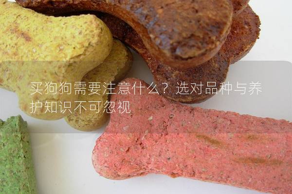 買狗狗需要注意什么？選對(duì)品種與養(yǎng)護(hù)知識(shí)不可忽視