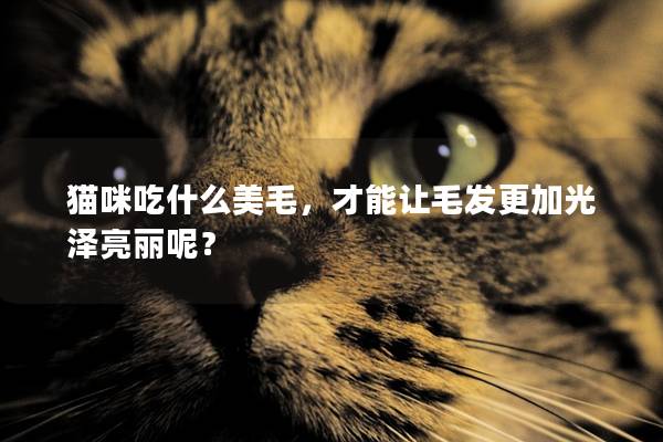 貓咪吃什么美毛，才能讓毛發(fā)更加光澤亮麗呢？