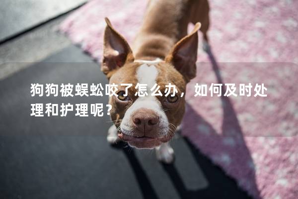狗狗被蜈蚣咬了怎么辦，如何及時處理和護理呢？