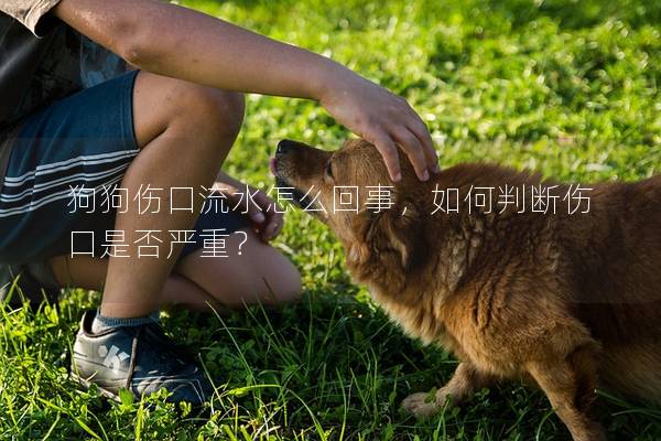 狗狗傷口流水怎么回事，如何判斷傷口是否嚴重？