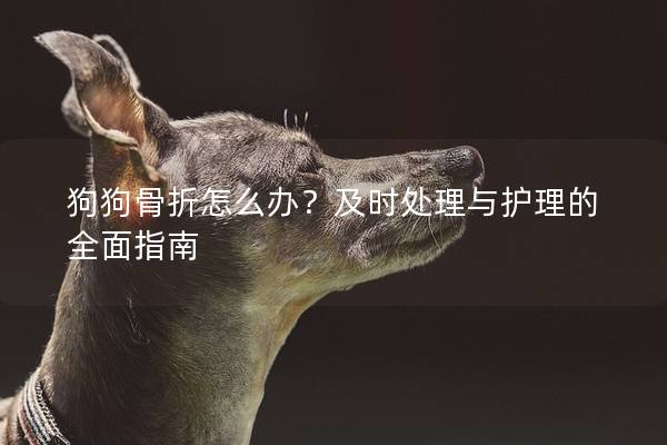 狗狗骨折怎么辦？及時處理與護理的全面指南