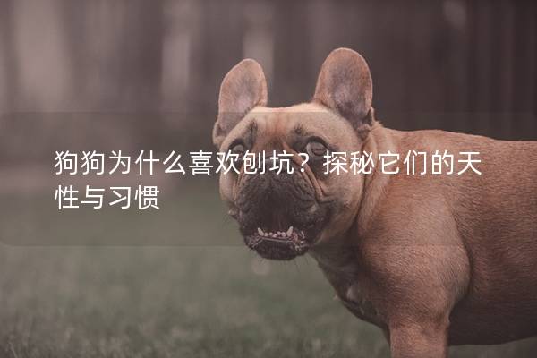 狗狗為什么喜歡刨坑？探秘它們的天性與習(xí)慣