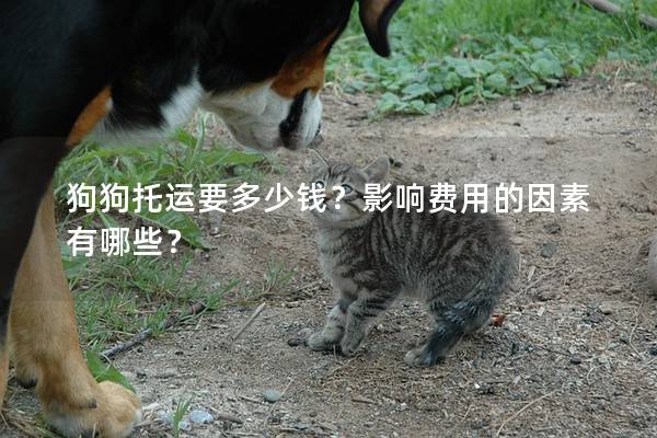 狗狗托運要多少錢？影響費用的因素有哪些？