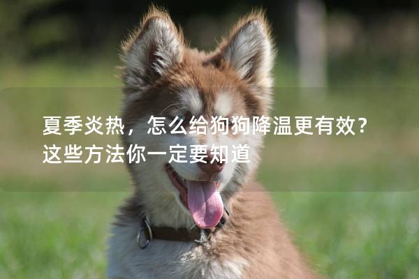 夏季炎熱，怎么給狗狗降溫更有效？這些方法你一定要知道