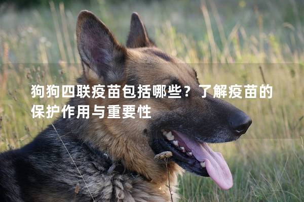 狗狗四聯(lián)疫苗包括哪些？了解疫苗的保護(hù)作用與重要性