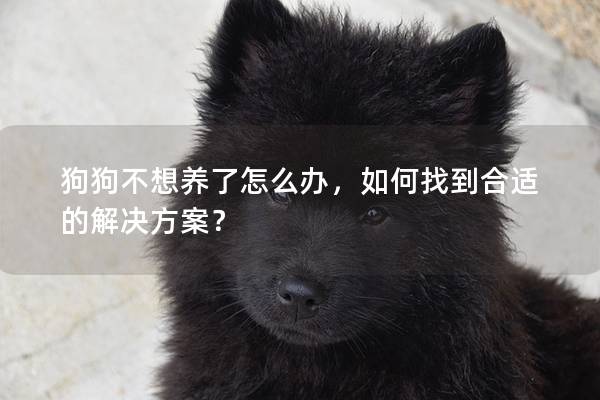 狗狗不想養了怎么辦，如何找到合適的解決方案？