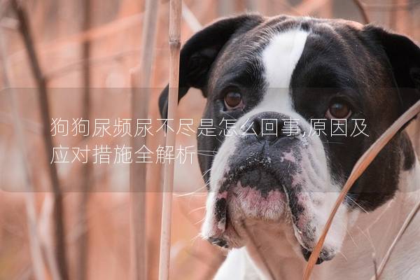 狗狗尿頻尿不盡是怎么回事,原因及應對措施全解析