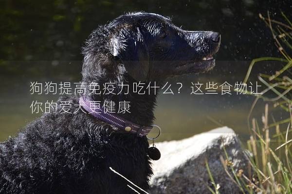狗狗提高免疫力吃什么？這些食物讓你的愛犬更健康