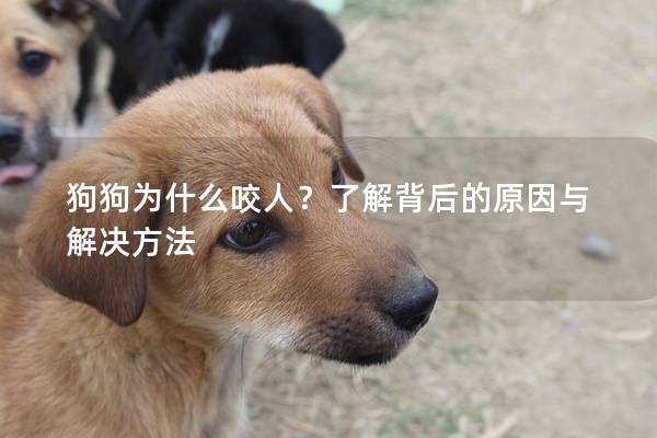 狗狗為什么咬人？了解背后的原因與解決方法