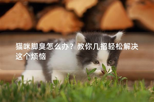貓咪腳臭怎么辦？教你幾招輕松解決這個煩惱
