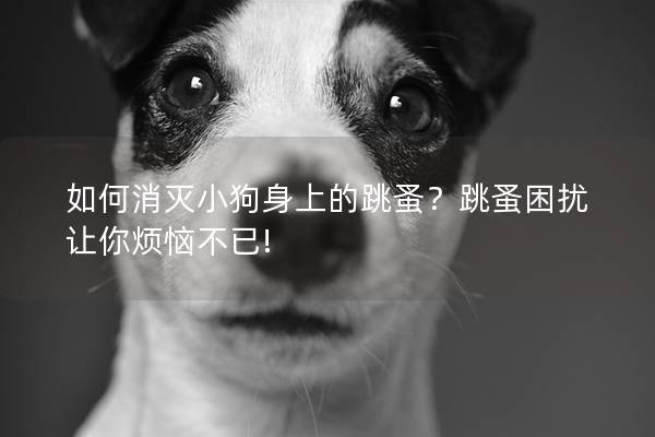 如何消滅小狗身上的跳蚤?跳蚤困擾讓你煩惱不已! 如何消滅小狗身上的跳蚤?跳蚤困擾讓你煩惱不已!