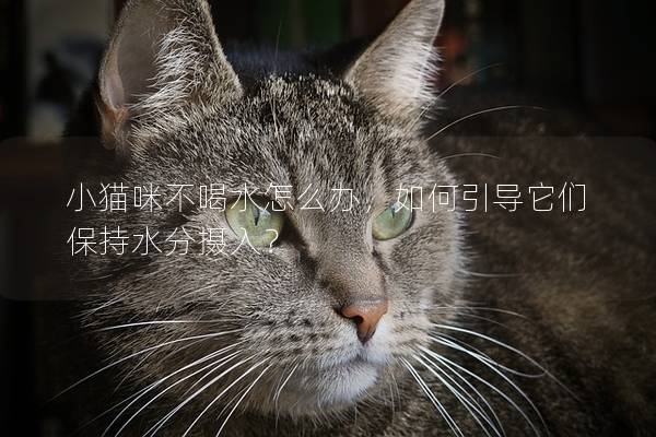 小貓咪不喝水怎么辦，如何引導它們保持水分攝入？