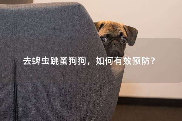 去蜱蟲跳蚤狗狗，如何有效預(yù)防？
