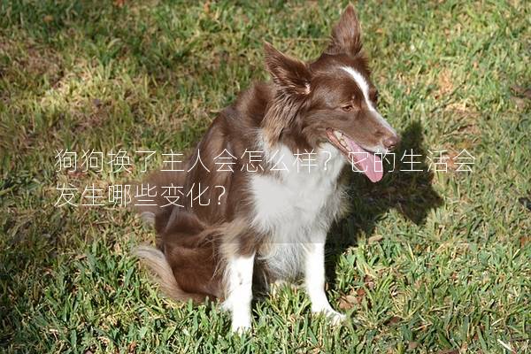 狗狗換了主人會怎么樣？它的生活會發生哪些變化？