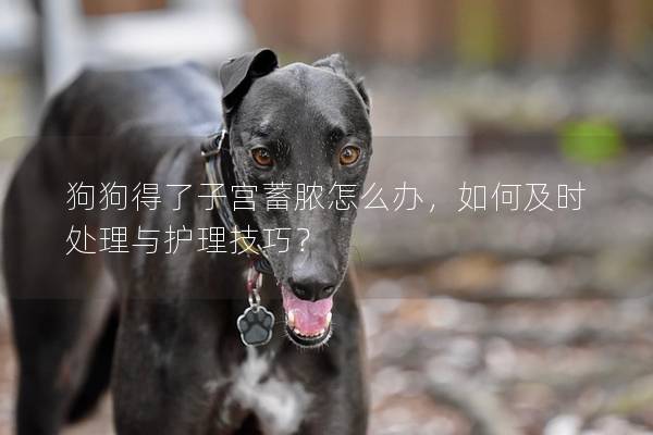 狗狗得了子宮蓄膿怎么辦，如何及時處理與護理技巧？