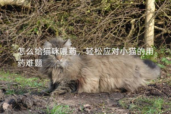 怎么給貓咪喂藥，輕松應(yīng)對小貓的用藥難題