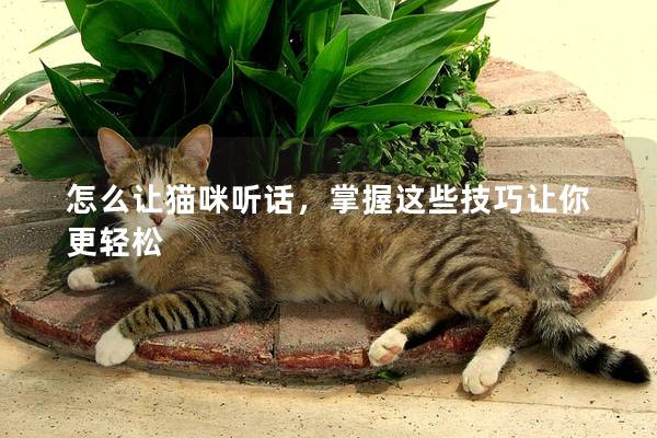 怎么讓貓咪聽話，掌握這些技巧讓你更輕松